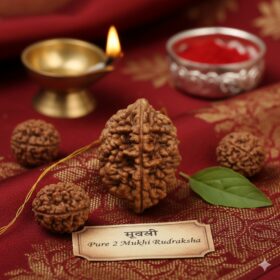 2 Mukhi Pure Rudraksh - Vrindavan